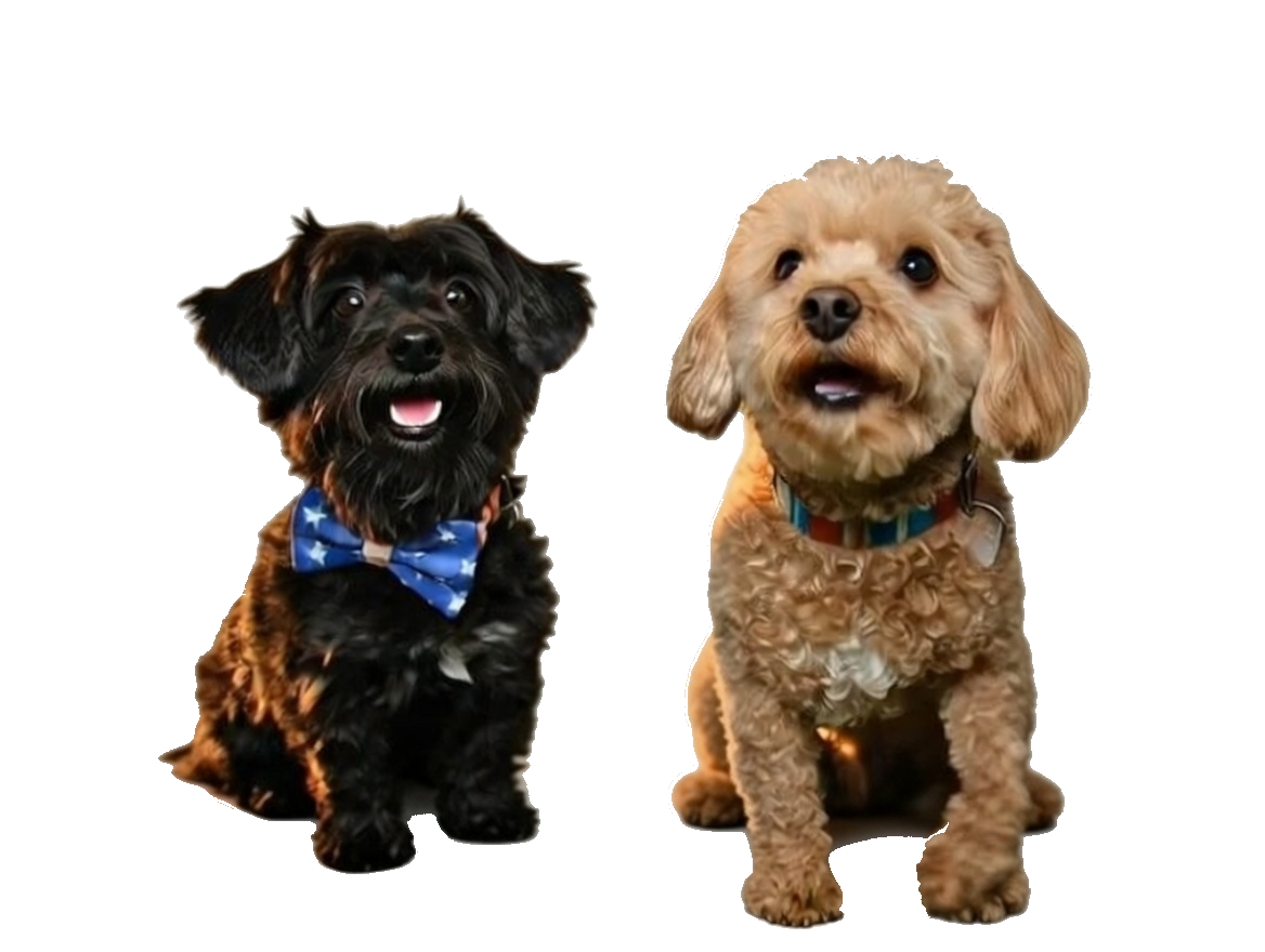 Cole & Riley the Yorkie-Poo Pups